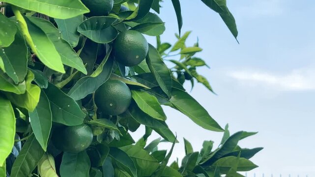 Green unripe oranges hanging on a tree branch against a blue sky