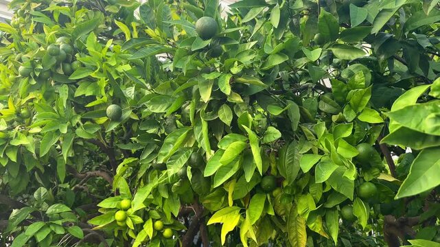 Green unripe oranges growing on a citrus tree in a garden