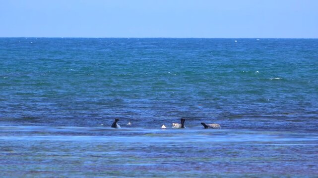 宗谷海峡とゴマフアザラシ
