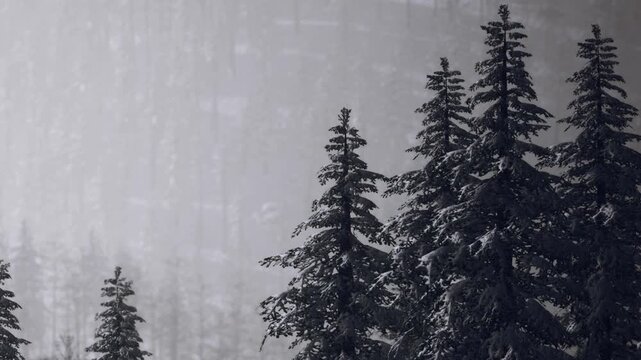 Trees are covered in snow in a winter scene. The background shows more mountains with a light snowfall. The atmosphere looks cold and wintery as nature takes its course.