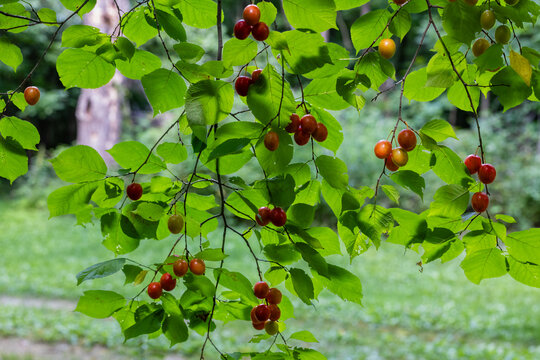 American wild plum fruit clusters hanging on branches