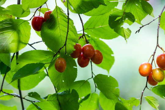 American wild plum fruit clusters among green leaves