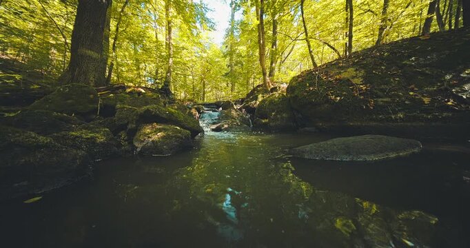 Peaceful static view of a shallow forest stream winding through moss-covered rocks and lush woodland, featuring authentic natural sounds of flowing water. Ideal for relaxation and nature backgrounds.