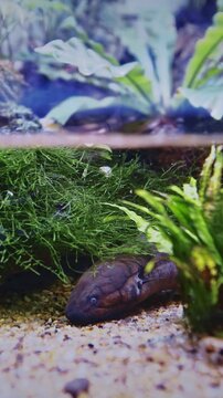 Electric Eel Lies On Bottom Of Aquarium. Electric Eels Genus, Electrophorus, Of Neotropical Freshwater Fish From South America In The Family Gymnotidae. Electric Eels Nocturnal, Obligate Air-breathing