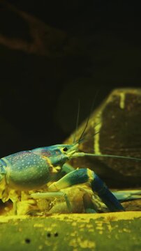 Electric Blue Crayfish In Freshwater Aquarium. Procambarus Alleni Sometimes Called Florida Crayfish Or Sapphire Crayfish, Is Species Of Freshwater Crayfish Endemic To Florida In United States