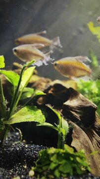 Genus Of Cichlid Fish. African Flashing Fish Float In Zoo Aquarium. Aquarium Filled Yellow Fishes. Decorative Underwater Fishes
