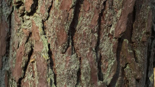 Rough texture of tree trunk bark with gentle push in camera movement