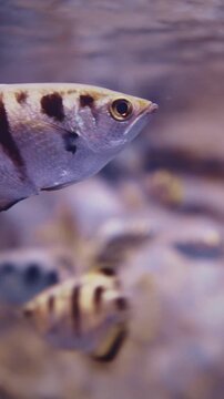 Spotted Archerfish Swim In Aquarium, Side Close-up View. Toxotes Chatareus Or Common Archerfish, Seven-spot Archerfish Or Largescale Archerfish, Is Species Of Perciform Fish In Archerfish Genus