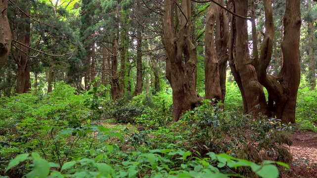 幻想の森