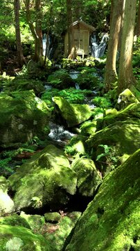 胴腹滝とコケの岩