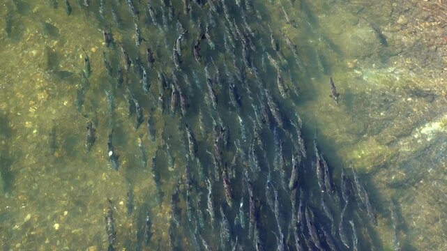 遠音別川河口のサケ遡上