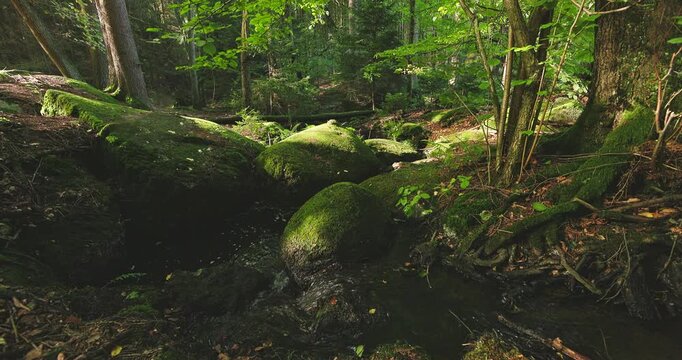 Peaceful static view of a shallow forest stream winding through moss-covered rocks and lush woodland, featuring authentic natural sounds of flowing water. Ideal for relaxation and nature backgrounds.