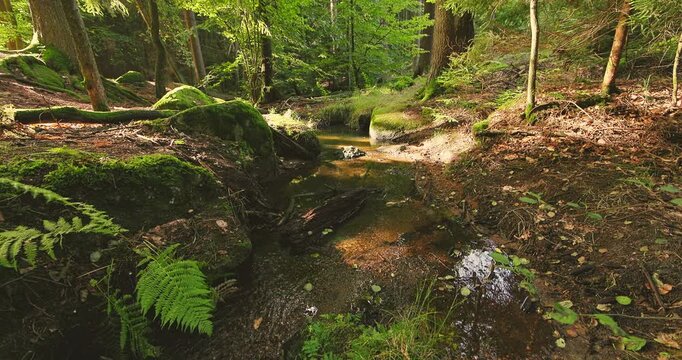 Peaceful static view of a shallow forest stream winding through moss-covered rocks and lush woodland, featuring authentic natural sounds of flowing water. Ideal for relaxation and nature backgrounds.