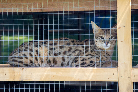 Savannah F1 HP cat relaxing