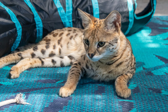 Beautiful Savannah F1 HP cat resting outdoors