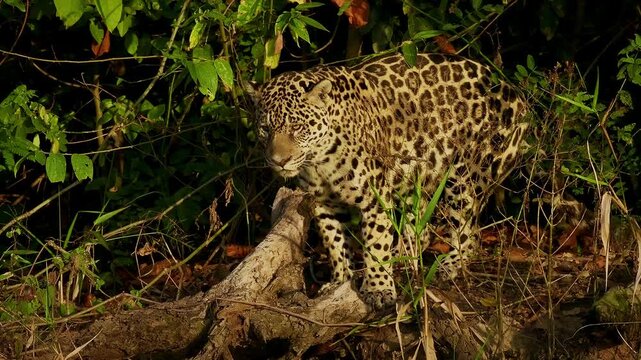 Jaguar Panthera onca standing on fallen log in dense green jungle vegetation, rosette spotted coat, largest cat of Americas, big cat predator, Pantanal Brazil, near threatened wild feline in habitat
