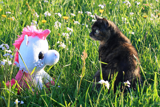 Eine kleine niedliche schwarze Katze mit einem ebenso niedenlichen Pl&uuml;sch Einhorn in einer Wiese