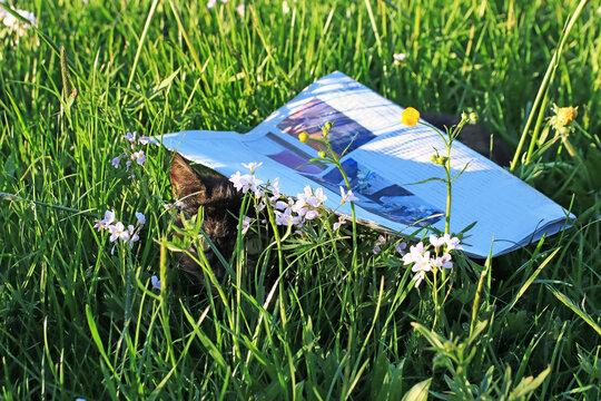 Lustiges Foto von einer Katze die sich unter einer Zeitung versteckt
