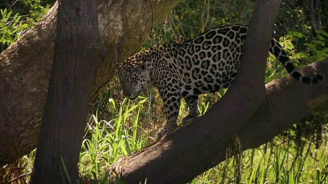 Jaguar Panthera onca climbing fallen tree trunk with open mouth tongue out, rosette spotted coat, largest cat of Americas, big cat predator, Pantanal Brazil, near threatened wild feline in habitat