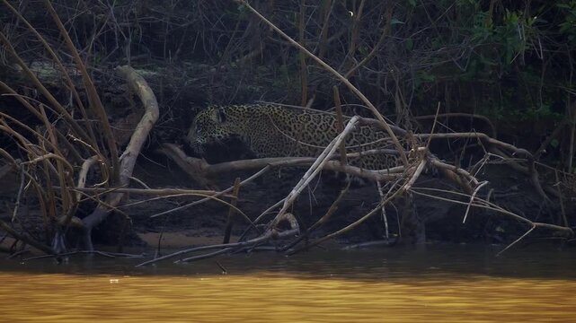 Jaguar Panthera onca stalking along river bank among branches, backlit rosette spotted coat, largest cat of Americas, hunting big cat predator, Pantanal Brazil, near threatened wild feline in habitat