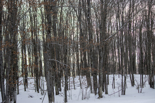 Silent Staccato of Winter Wood - Dense Deciduous Forest with Fresh Winter Snow