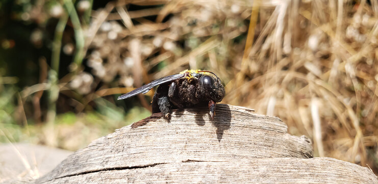 Frontal macro shot of a dead violet carpenter bee specimen on dry wood view(2)
fly on the ground