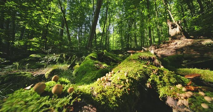 Peaceful static view of a lush green forest covered with mossy logs and rocks, accompanied by authentic forest ambience with birds singing. Ideal for relaxation, meditation, and nature backgrounds.