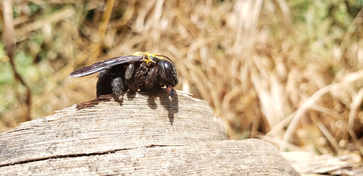 Macro shot of a dead violet carpenter bee specimen on wood with copy space view(3)
crow on the ground