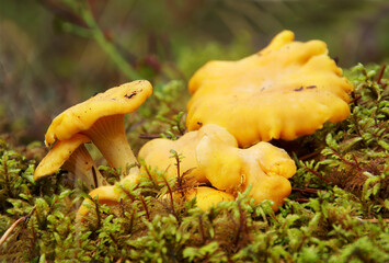 Chanterelle mushrooms growing wild in the forest © ColdCoffee