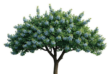 Fototapeta premium Broad blue flowering tree with spreading green branches