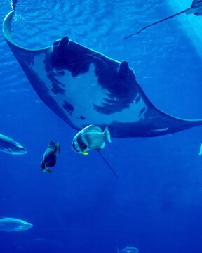 Manta ray swimming overhead with batfish in a blue aquarium tank
