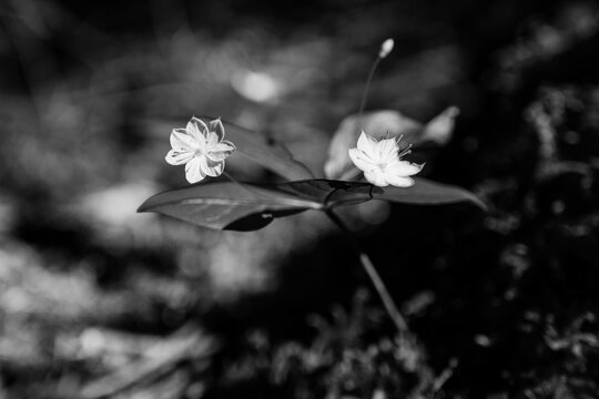 black and white Lysimachia latifolia herb close up flower in forest environment
