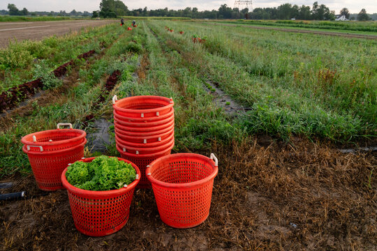 Harvest baskets in a Michigan lettuce field ready for harvest