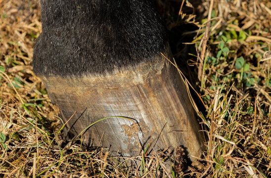 Close-up detail of a horse's hoof focusing on the coronet band, the area where the hoof wall grows from the skin. Suitable for illustrating equine hoof anatomy, hoof care, farriery and horse health.