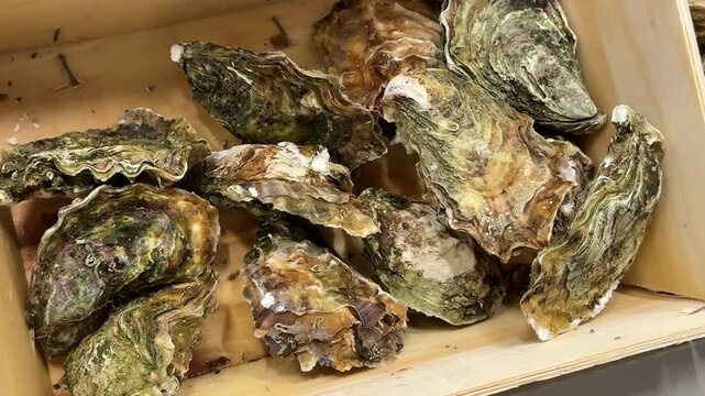 A wooden crate filled with fresh oysters showcases premium seafood, offering an attractive market display for restaurants, fish shops and everyday seafood buyers. Close up.