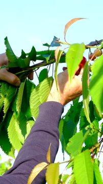 A man around fifty years old picks ripe cherries directly from the tree and enjoys them fresh. Natural summer harvest, healthy fruit and peaceful garden lifestyle.