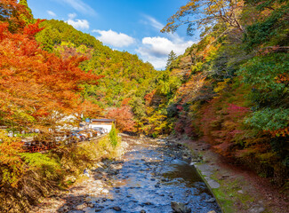 Naklejka premium Autumn foliage over Kiyotaki river on Takao mountain, Kyoto, Japan
