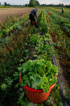 Harvest basket of fresh lettuce in field at Michigan vegetable farm