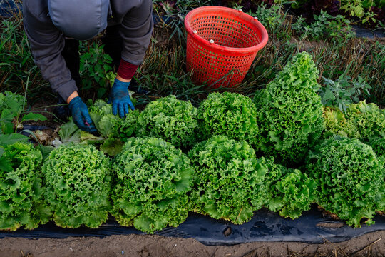 Farmer harvesting green leaf lettuce at Michigan vegetable farm