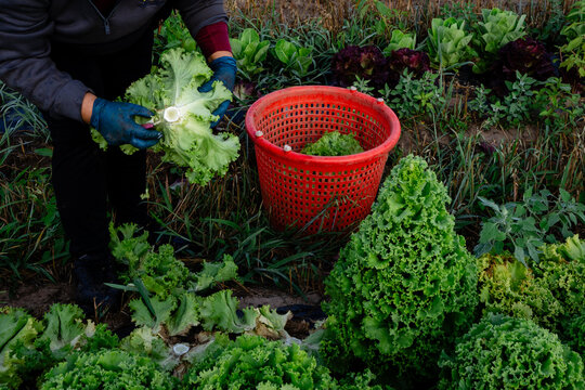 Worker harvesting fresh leaf lettuce into basket on Michigan vegetable farm