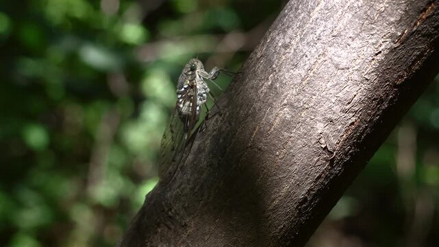 Macro close-up of cicadas clinging to tree trunks under the summer sun