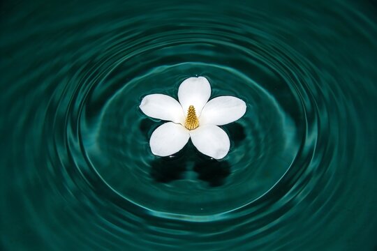 A white five petal flower floats on rippling teal green water with golden stamen and soft reflected light in a calm meditative composition