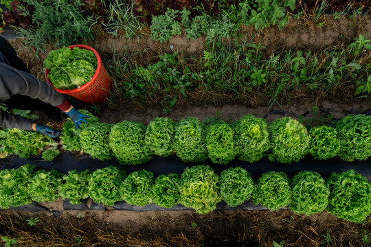 Worker harvesting fresh lettuce from rows on a Michigan vegetable farm