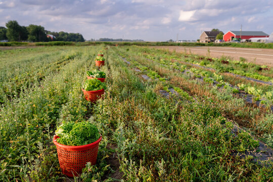 Harvest baskets lined up during lettuce harvest on Michigan vegetable farm