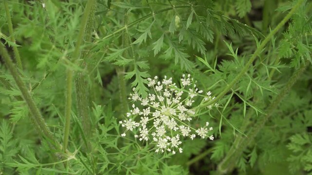 Wild carrot (Daucus carota) displays a white umbel flower surrounded by delicate, feathery green leaves and slender stems in a static close-up shot. Ideal for botanical and nature footage.