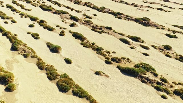 Sunlit desert dunes in Xinjiang, China, covered with scattered shrubs and wind-shaped sand patterns, highlighting arid ecology, land degradation, and remote travel.