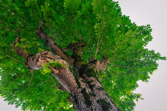Large green tree viewed from below, showcasing thick trunk, textured bark, and abundant foliage against a clear sky background