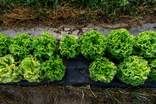 Green leaf lettuce growing in rows at Michigan vegetable farm