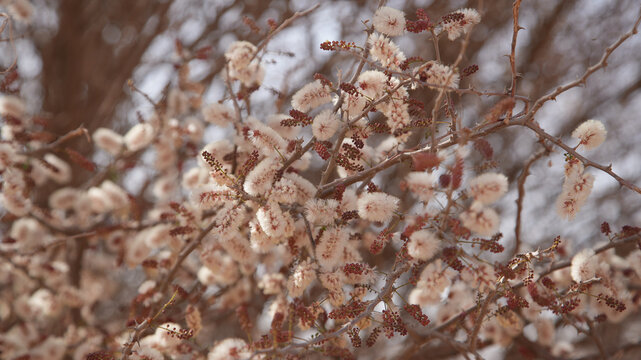 African Tamarisk Flowers and Buds on Branches in Close-Up