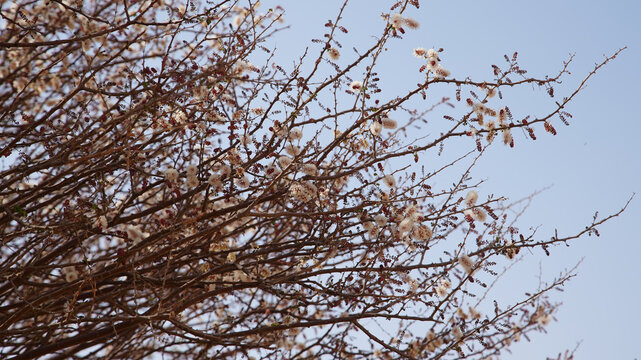 African Tamarisk Flowers and Buds on Branches in Close-Up